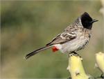 red vented bulbul